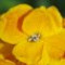 wallflower-شب-بوی-زرد