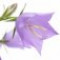 bellflower-گل-استکانی
