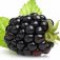 blackberry-توت-سیاه