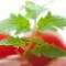 tomato-leaf-برگ-گوجه-فرنگی