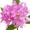 rhododendron-گل-خرزه-هندی