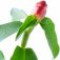 costus-گوستوس