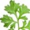 artemisia-گیاه-درمنه