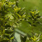 chinotto-کینوتو