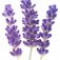 lavender-اسطوخودوس
