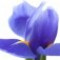 iris-زنبق