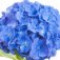 hortensia-گل-ادریسی