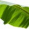banana-leaf-برگ-موز