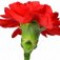 carnation-میخک-صدپر